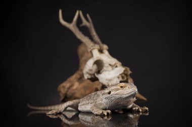 Dragon kertenkele ve kafatası 