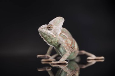 Bukalemun yeşil kertenkele