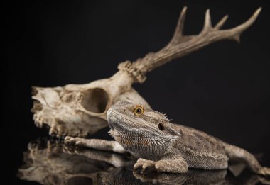 Dragon kertenkele ve kafatası 