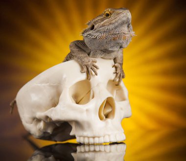 Kertenkele insan kafatası ile