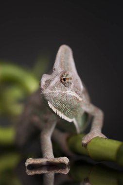 Bambu üzerinde yeşil bukalemun