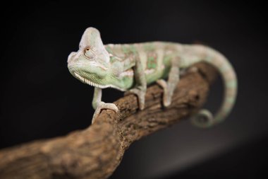 Yeşil bukalemun kertenkele