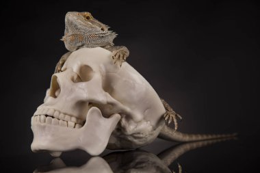 Kafatası ile sakallı agama