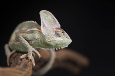 Yeşil bukalemun kertenkele 