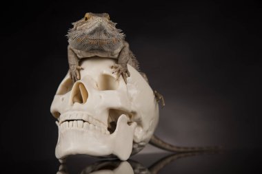 Kertenkele insan kafatası ile