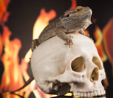 Kafatası ile Agama kertenkele 