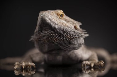 Sakallı agama kertenkele 