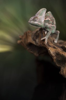 Yeşil kertenkele, bukalemun