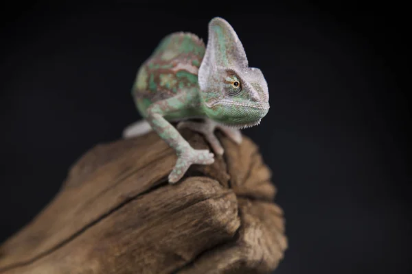 Green chameleon on root — Stock Photo, Image