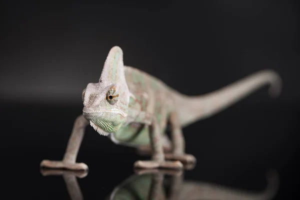 Lagarto camaleão verde — Fotografia de Stock