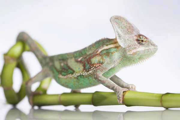 Camaleão verde em bambu — Fotografia de Stock