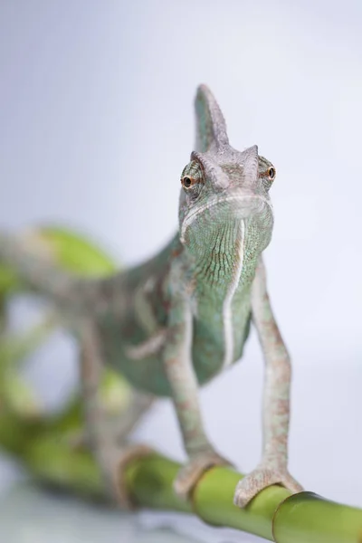 Zelený chameleon na bambus — Stock fotografie