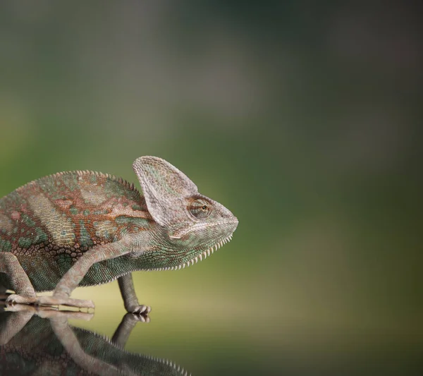 Lagarto verde, camaleão — Fotografia de Stock