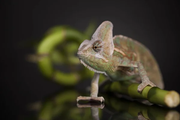 Green chameleon on bamboo — Stock Photo, Image
