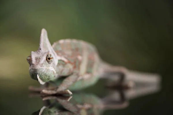 Grüne Eidechse, Chamäleon — Stockfoto