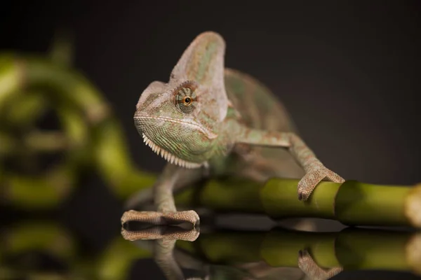 Зеленый хамелеон на бамбуке — стоковое фото