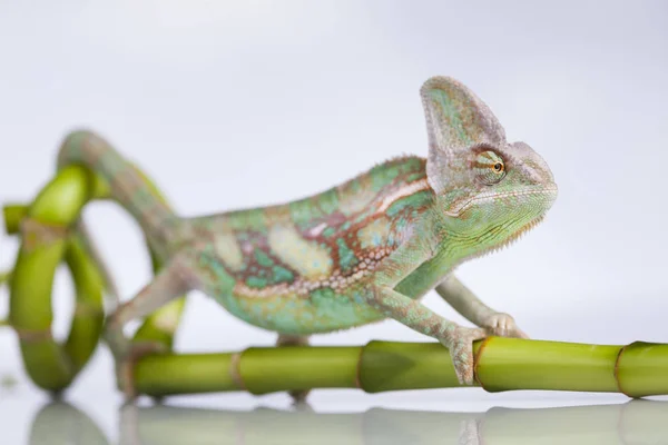 Zelený chameleon na bambus — Stock fotografie