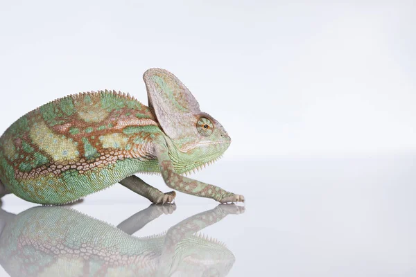 Zelený chameleon, ještěrka — Stock fotografie