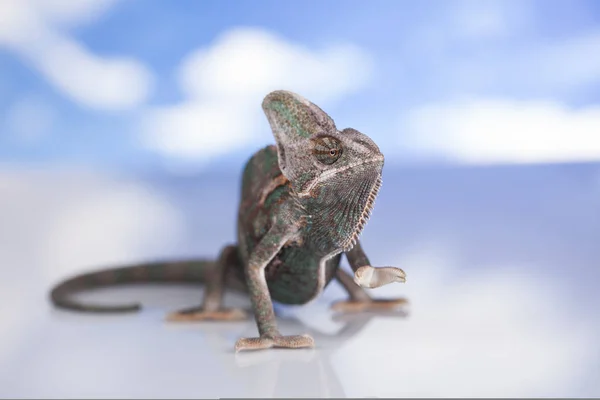 Chameleon zelená ještěrka — Stock fotografie