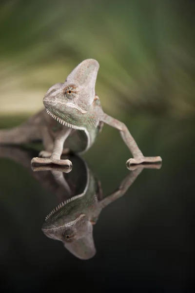 Kameleon grønn øgle – stockfoto