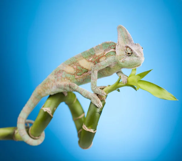 Green chameleon lizard — Stock Photo, Image