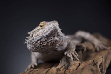 Agama Ejderha Kertenkele