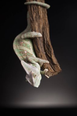 Yeşil bukalemun kertenkele 