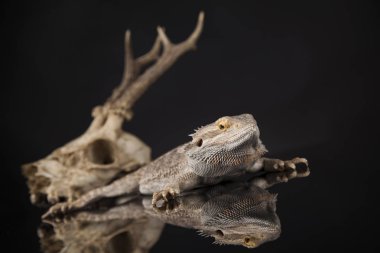 Dragon kertenkele ve kafatası 