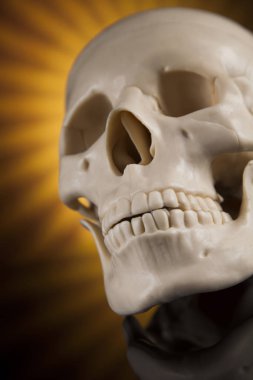 korkunç insan kafatası