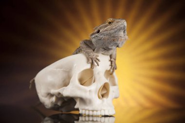 Kertenkele insan kafatası ile