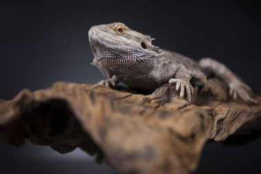 Agama Ejderha Kertenkele