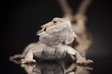 Dragon kertenkele ve kafatası 