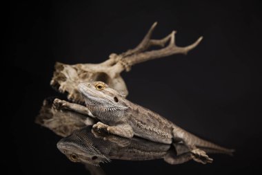 Dragon kertenkele ve kafatası