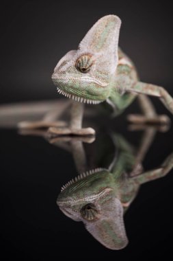 Bukalemun yeşil kertenkele