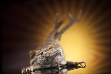 Dragon kertenkele ve kafatası