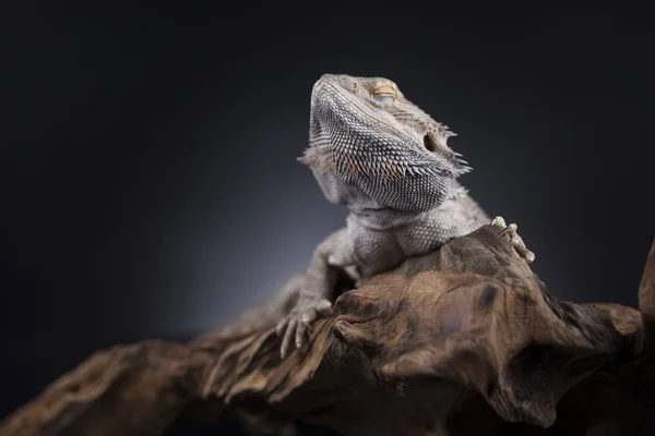 Lézard dragon Agama — Photo