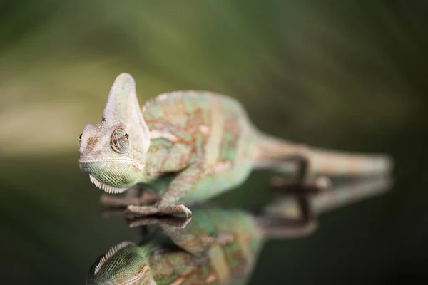 녹색 도마뱀, 카멜레온 — 스톡 사진