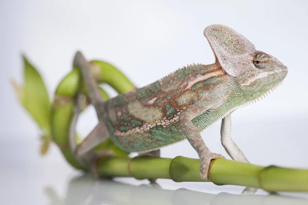 Camaleão verde em bambu — Fotografia de Stock