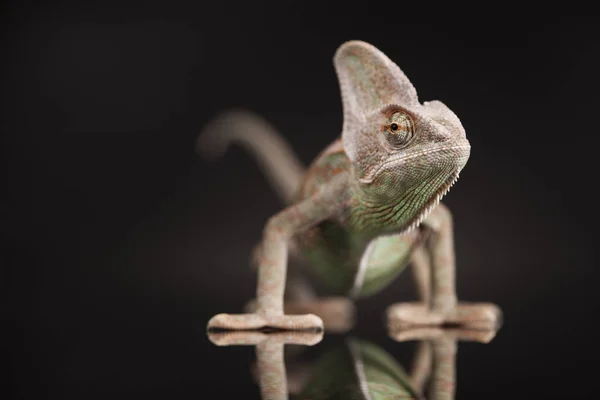 Lagarto verde camaleón —  Fotos de Stock