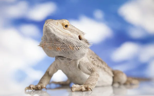 髭があるドラゴン Llizard — ストック写真