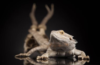 Hayvan kafatası ile Agama kertenkele