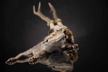 Hayvan kafatası ile Agama kertenkele