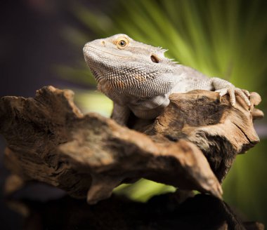 Kök Dragon sakallı 