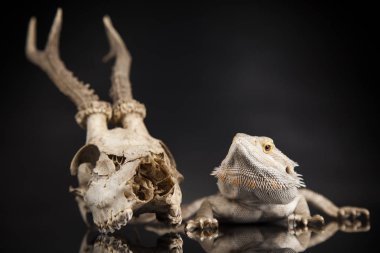 Dragon kertenkele ve kafatası