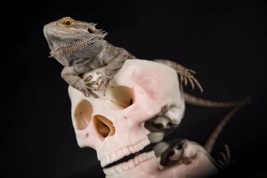 Kertenkele insan kafatası ile