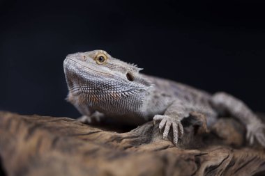 Sakallı agama kertenkele 