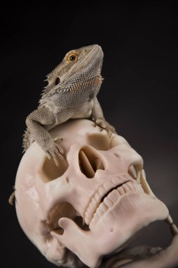 Kertenkele insan kafatası ile