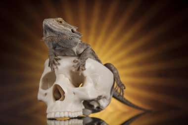 Kertenkele insan kafatası ile