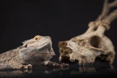 Dragon kertenkele ve kafatası