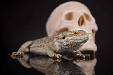 Agama kertenkele ve kafatası 